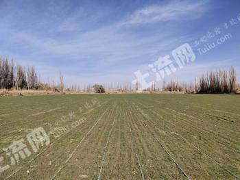 和田于田县 2459亩 水浇地 经营权出租