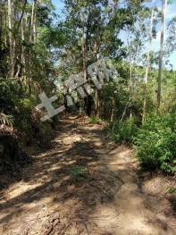 荆门京山市 188.01亩 乔木林地 经营权转让