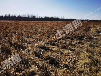 齐齐哈尔建华区 272亩 水浇地 经营权出租