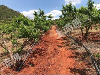 楚雄禄丰县 50亩 果园 经营权出租