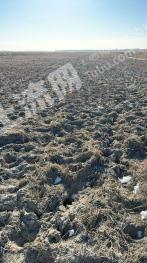 白城镇赉县 6000亩 旱地 经营权出租