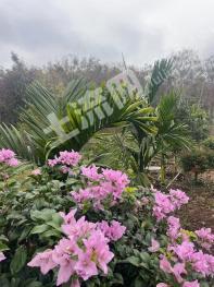 海南琼中黎族苗族自治县 18亩 其它林地 经营权转让