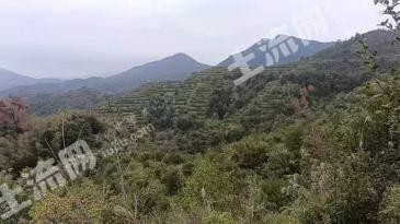 赣州会昌县6000亩其它林地经营权转让