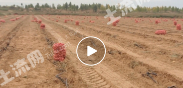 鄂尔多斯乌审旗 200亩 水浇地 经营权出租