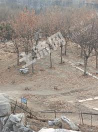 保定满城区 45亩 水浇地 经营权出租