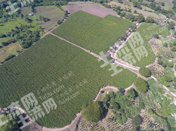 中北美洪都拉斯 15000亩 水浇地 经营权合作