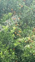 肇庆四会市 15亩 坑塘水面 经营权转让