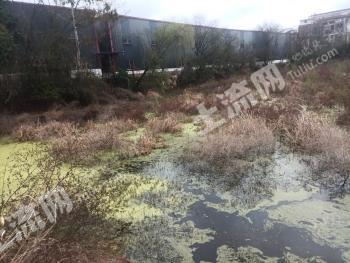 赣州南康区15亩坑塘水面经营权出租