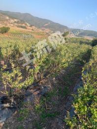 红河石屏县 35.1亩 旱地 经营权出租