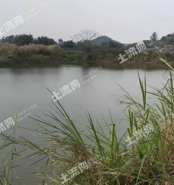 阳江江城区 31亩 坑塘水面 经营权出租