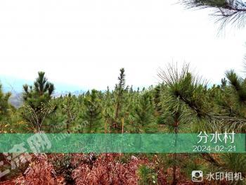 湖南郴州 70000亩 乔木林地 经营权转让