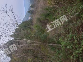 广元苍溪县 109.06亩 旱地 经营权出租