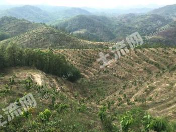 南阳淅川县 500亩 果园 经营权合作