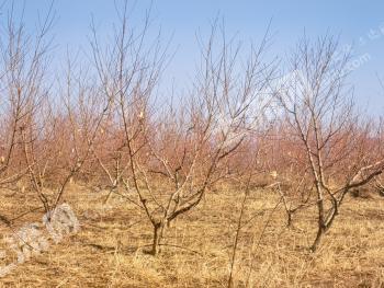 咸阳永寿县 103.34亩 果园 经营权出租
