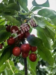 济南天桥区 40亩 水浇地 经营权转让