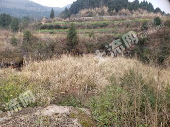 广元苍溪县 302.33亩 旱地 经营权出租