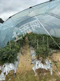 南宁马山县 55亩 水浇地 经营权出租