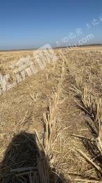 白城大安市 2700亩 水田 经营权出租