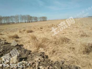 齐齐哈尔梅里斯达斡尔族区 10亩 旱地 经营权出租