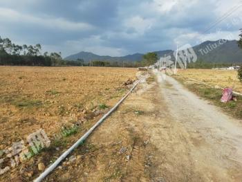 惠州龙门县 142.7亩 水浇地 经营权出租