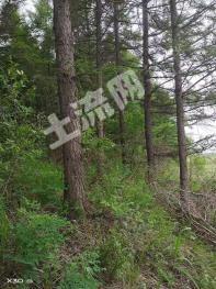 哈尔滨巴彦县 452.69亩 其它林地 经营权出租