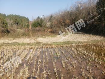 广元苍溪县 91.07亩 旱地 经营权出租