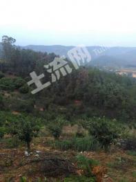 玉溪易门县 205亩 天然牧草地 经营权出租