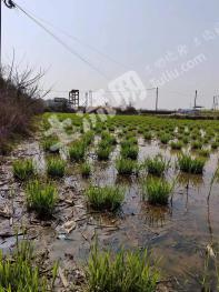 鹰潭贵溪市 90亩 水浇地 经营权出租