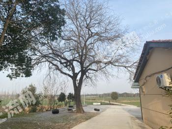 荆门京山市 6亩 农场 使用权转让