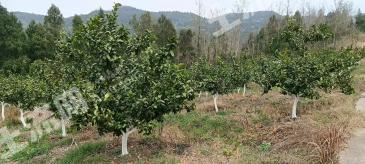 广元昭化区 80亩 果园 经营权出租
