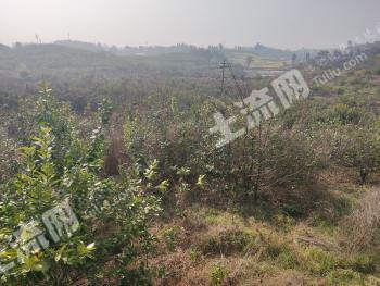 内江威远县 102.62亩 灌木林地 经营权出租