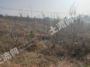 内江威远县 64.63亩 灌木林地 经营权出租