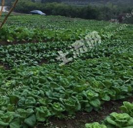 绍兴柯桥区 20亩 水浇地 经营权出租