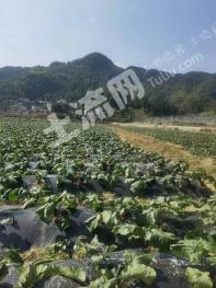 黔东南麻江县 150亩 水浇地 经营权出租