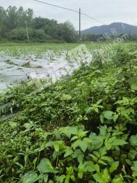 云浮新兴县 115亩 水田 经营权出租