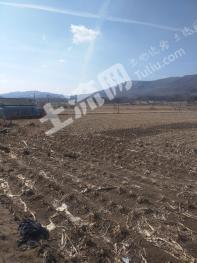 吉林龙潭区 100亩 旱地 经营权出租