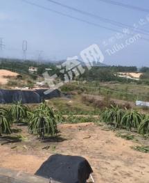 阳江阳东区 32亩 水浇地 经营权合作