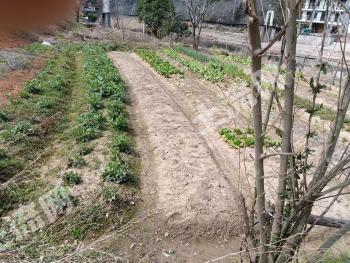 宣城泾县 0.5亩 旱地 经营权出租