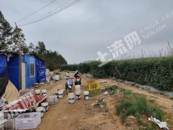 阳江阳西县 60亩 水浇地 经营权转让