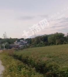 阳江阳西县 1600亩 水田 经营权出租