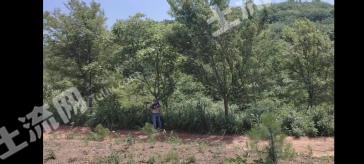 芜湖南陵县 800亩 灌木林地 经营权出租