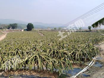 西双版纳景洪市 31亩 水田 经营权出租