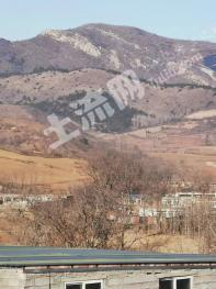 葫芦岛连山区 80亩 其它林地 经营权转包