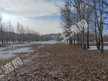 赤峰巴林右旗 2211.19亩 其它林地 经营权出租