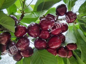 六安霍山县 150亩 其它林地 经营权转让