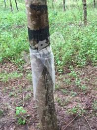 普洱市孟连傣族拉祜族佤族自治县 300亩 其它林地 经营权转让