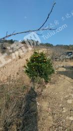 攀枝花米易县 88.52亩 果园 经营权出租