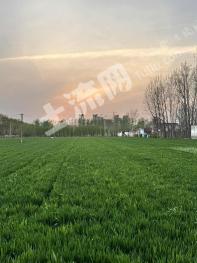 菏泽单县 5.97亩 旱地 经营权转让