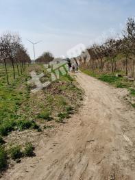 菏泽巨野县 249.5亩 水浇地 经营权出租