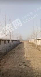 枣庄台儿庄区 31.12亩 其它园地 经营权出租